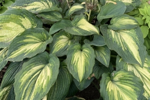 When I Dream, Hosta